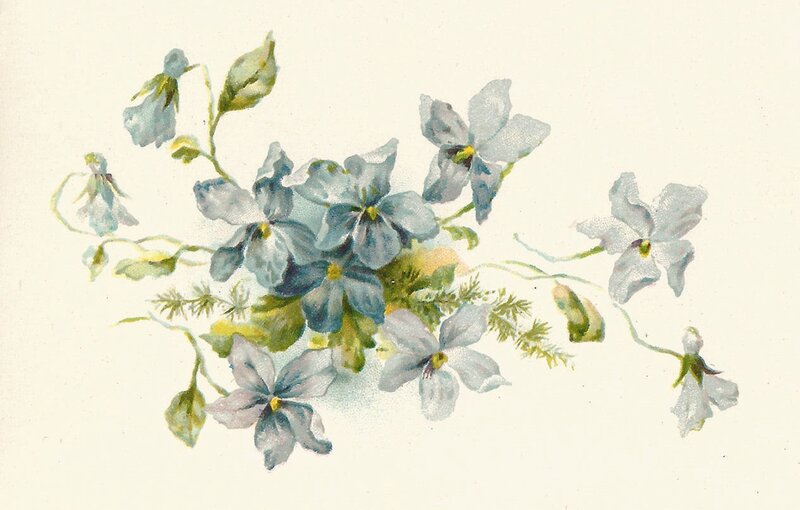 Blue Violets with Green Leaves
