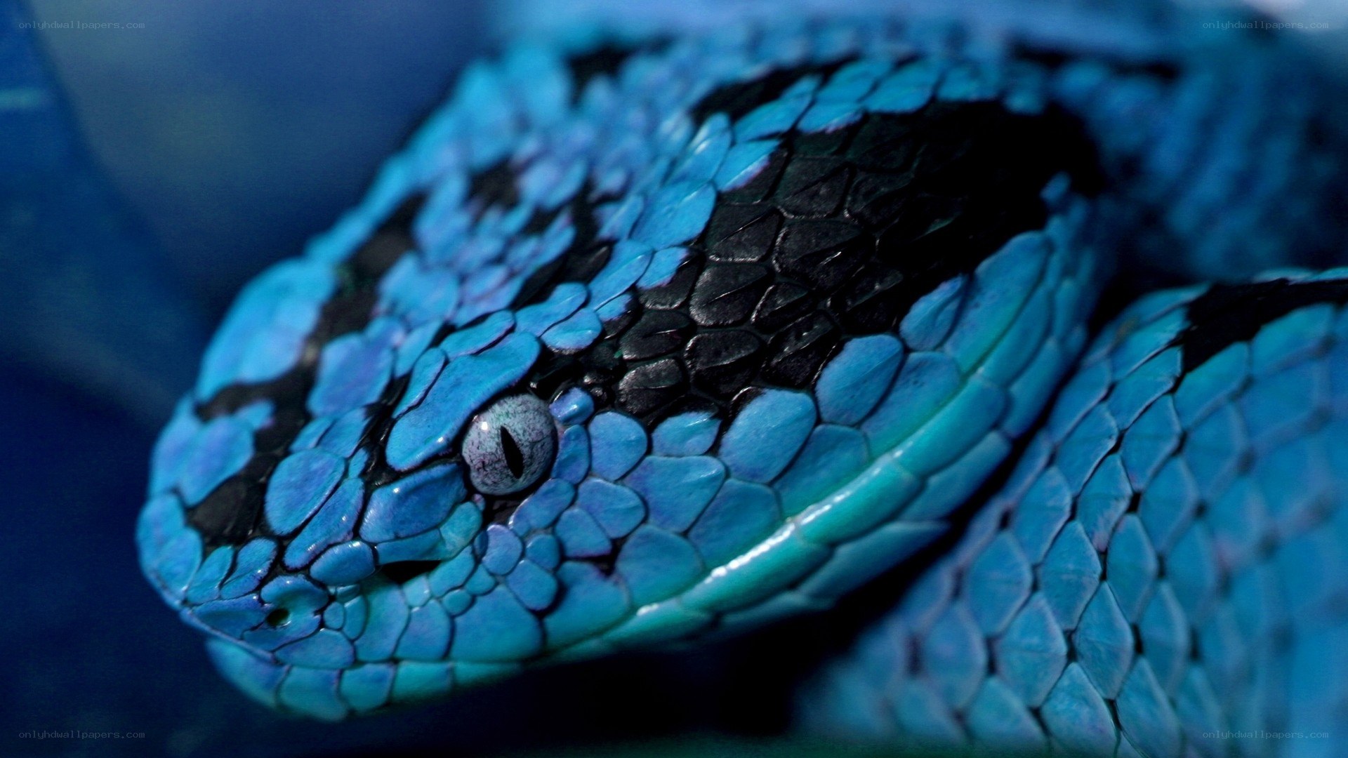 blue viper snake close-up