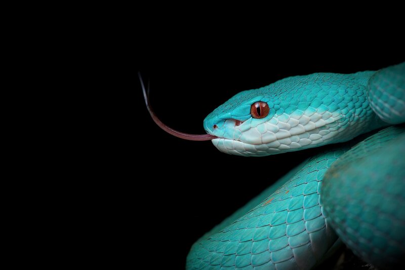 Blue Viper Snake — Cyan