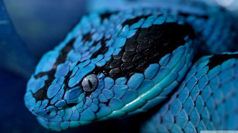 Blue Viper Snake — Dramatic, Photograph