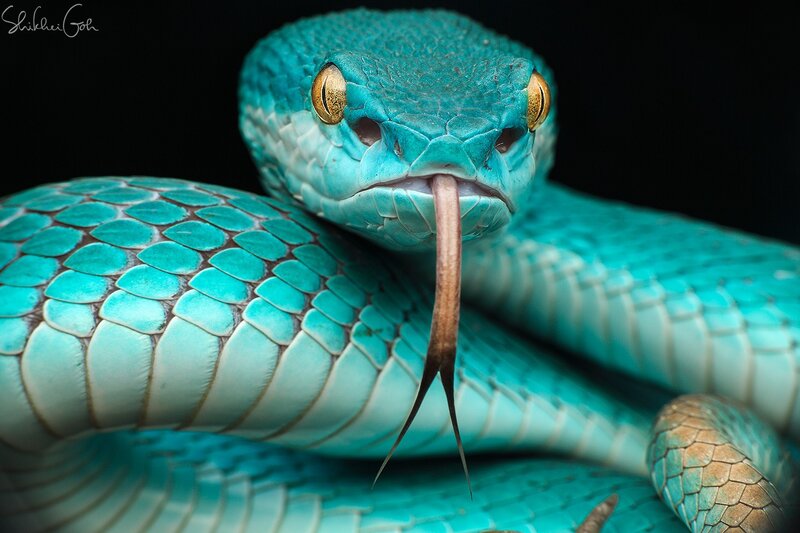 Blue Viper Snake — Dramatic, Photograph, Tongue