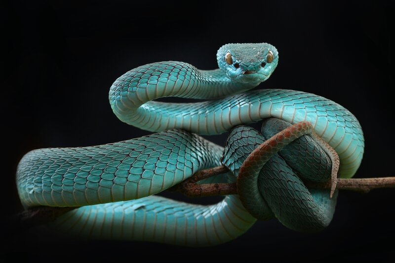 Blue Viper Snake — Teal, Dramatic