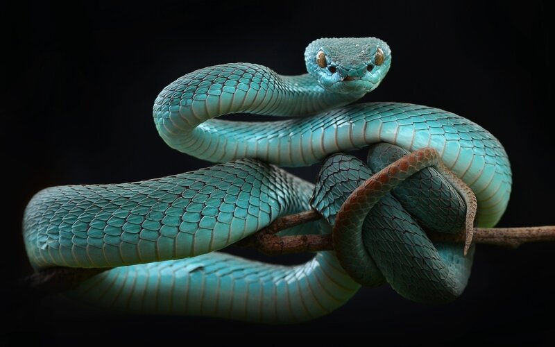 Blue Viper Snake — Teal