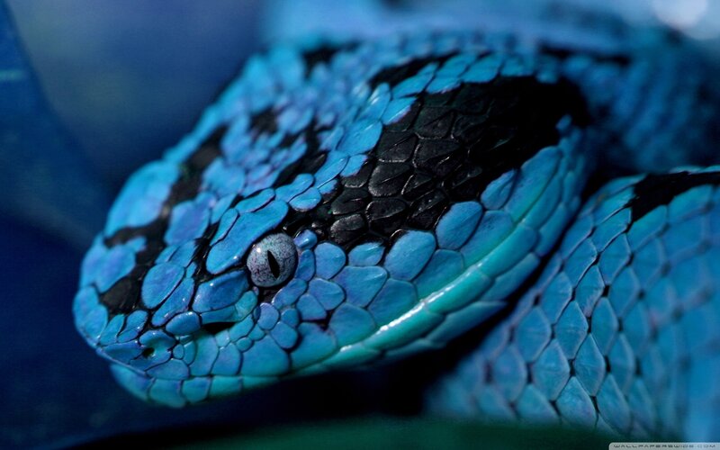 Blue Viper Snake