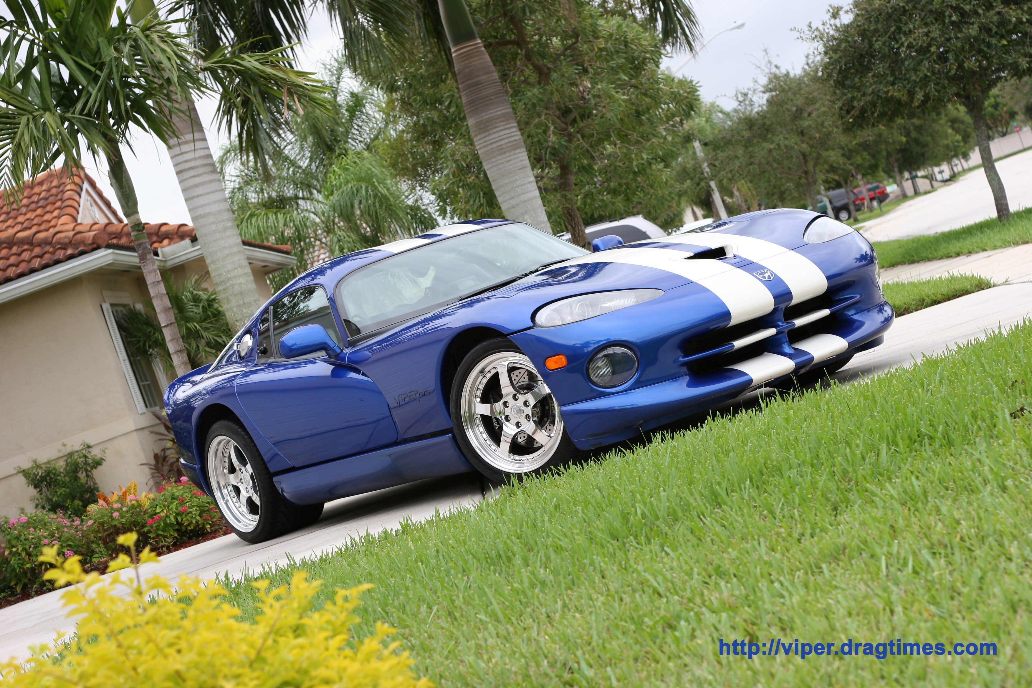 Blue Viper with white stripes