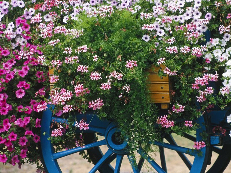 Blue Wagon with Flowers — Colorful