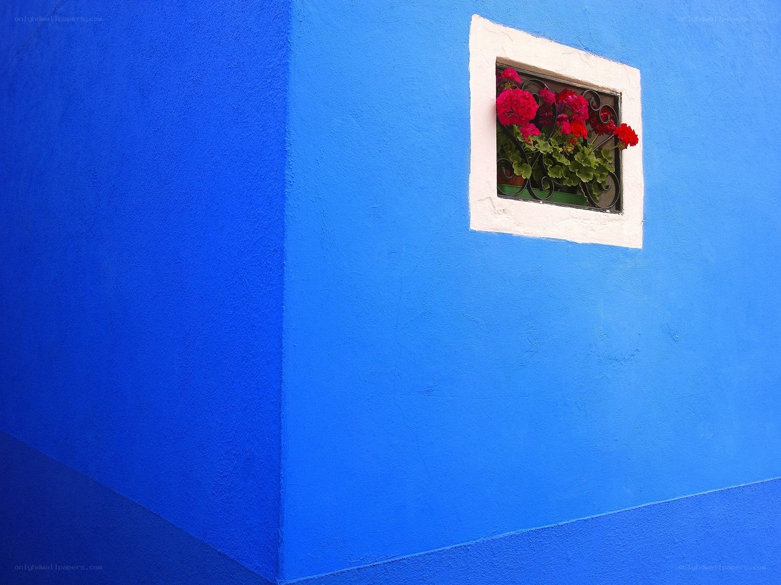 Blue wall with flower box