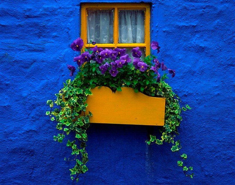 blue wall with purple flowers