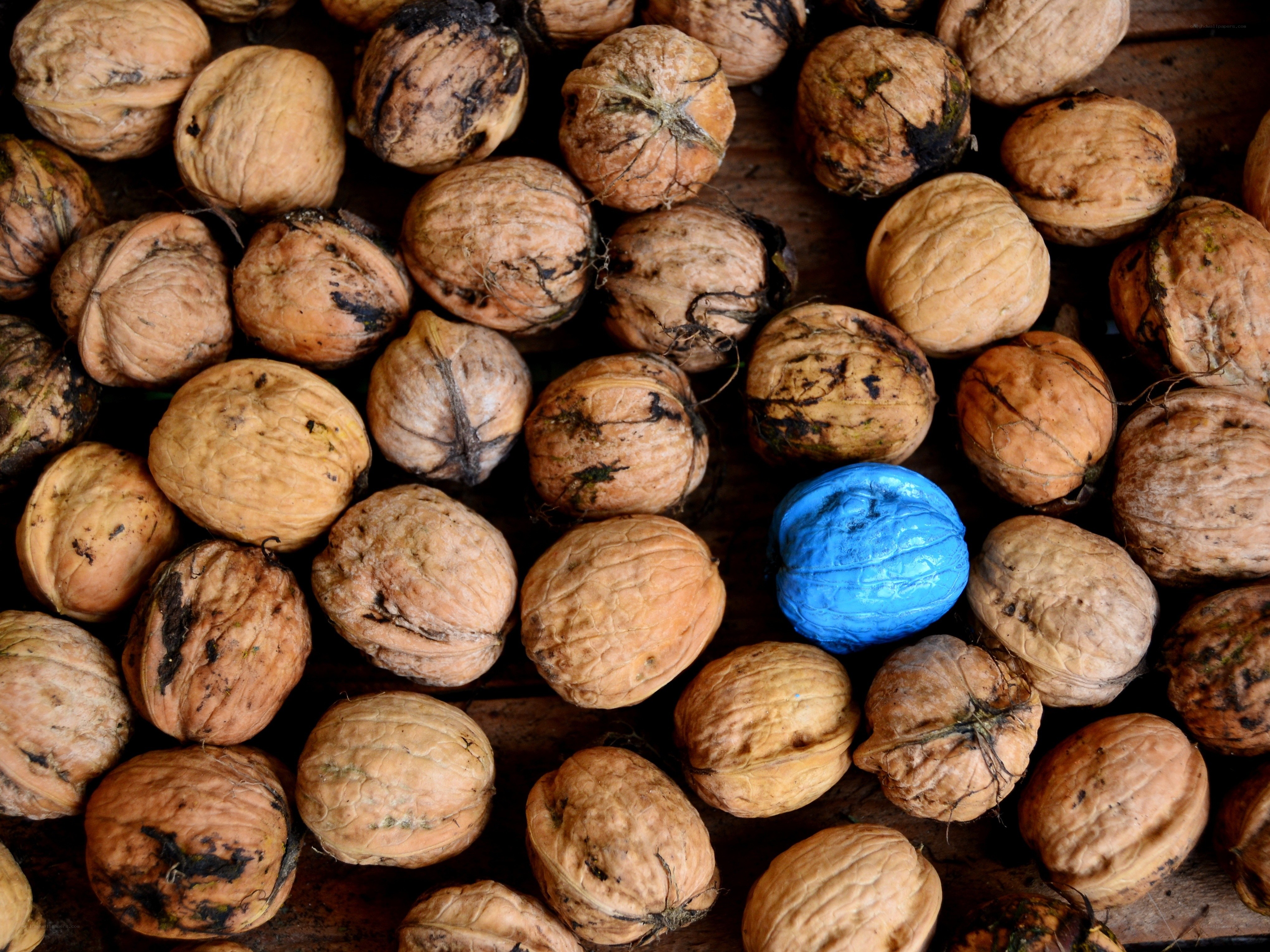 blue walnut among brown ones