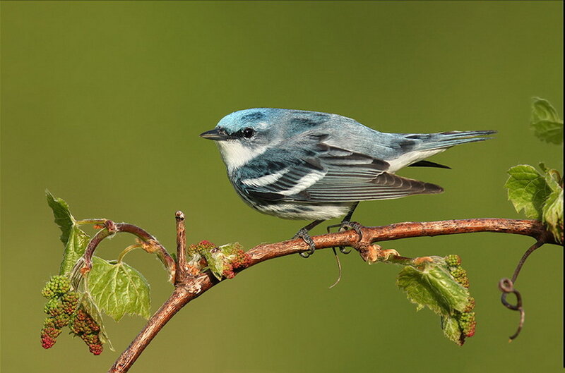Blue Warbler on Branch