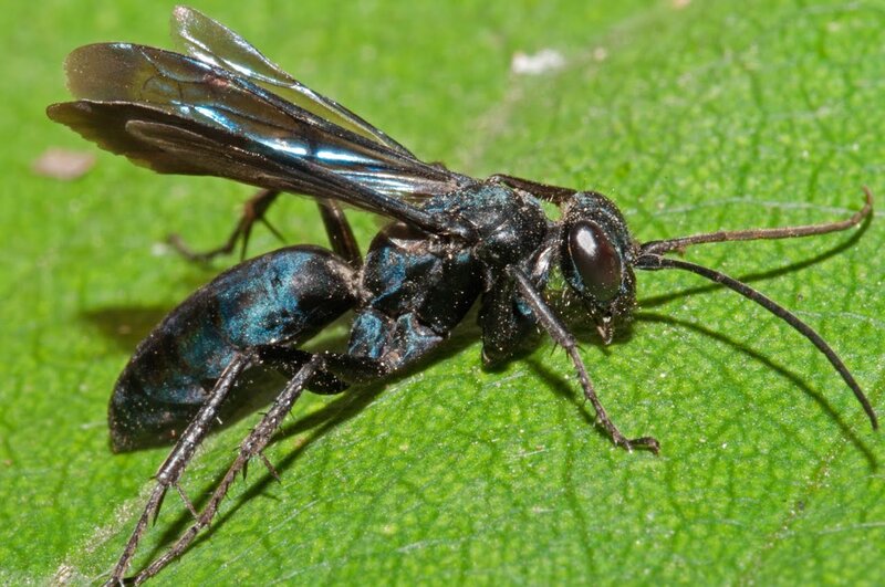 blue wasp on green leaf