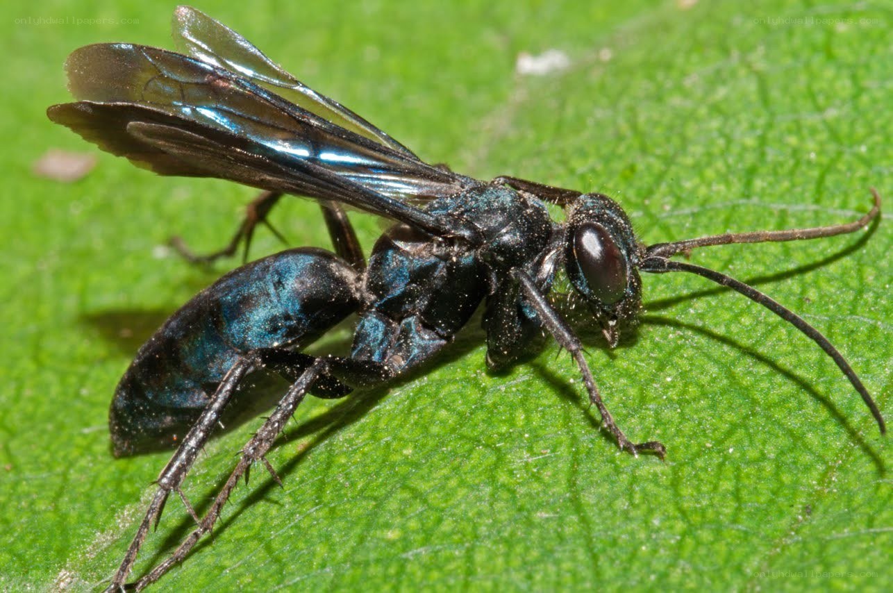 blue wasp on green leaf