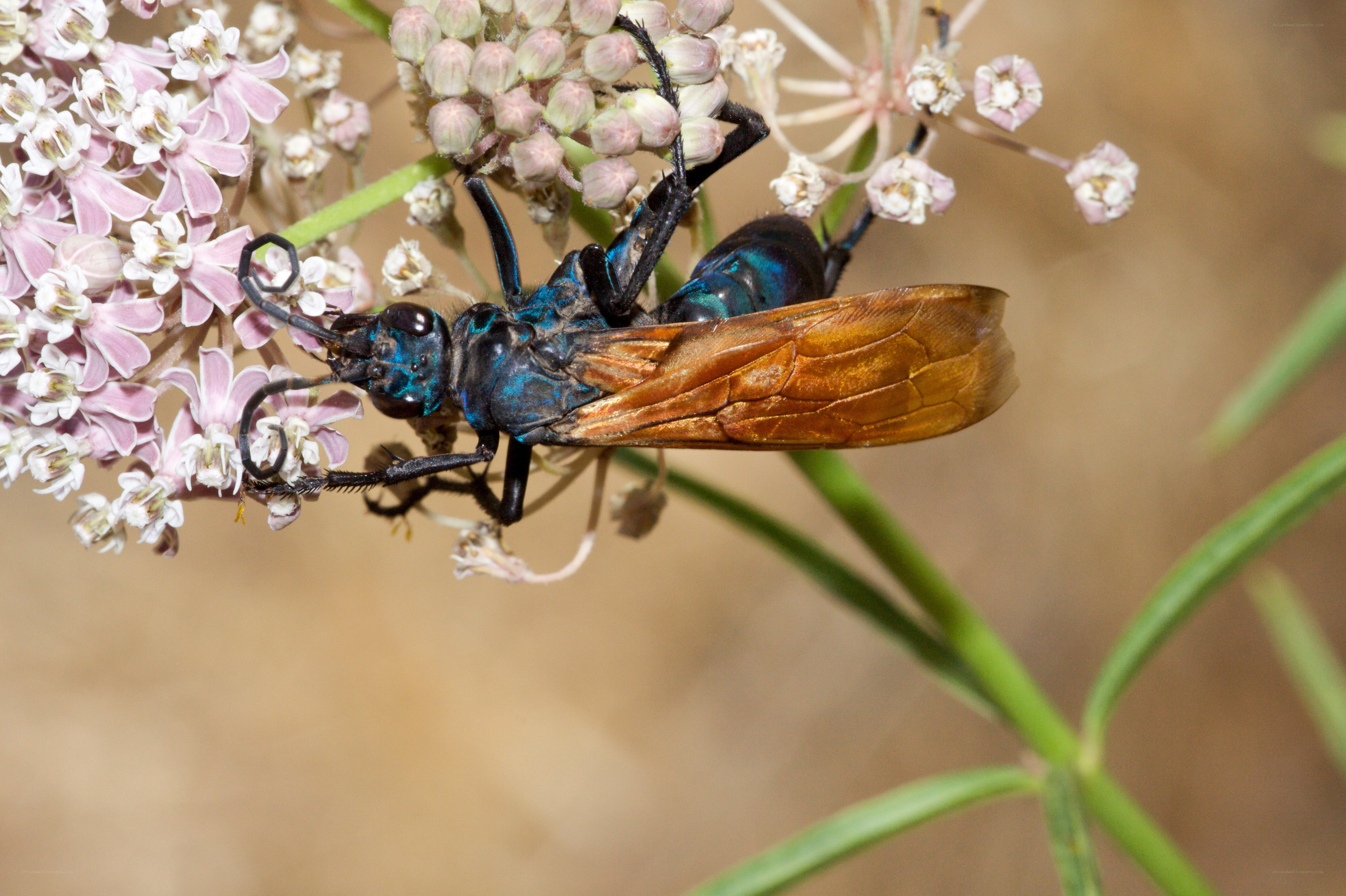 blue wasp on pink flowers