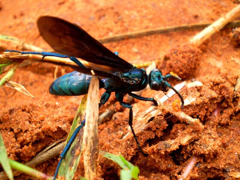 blue wasp on red soil