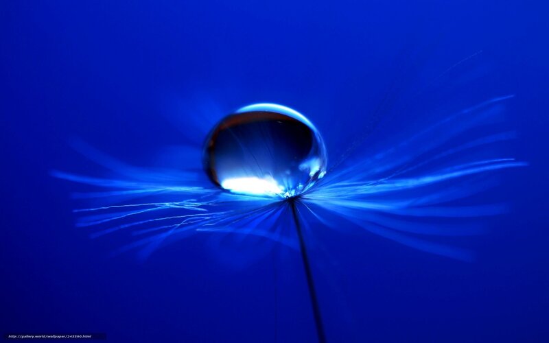 Blue water droplet on dandelion