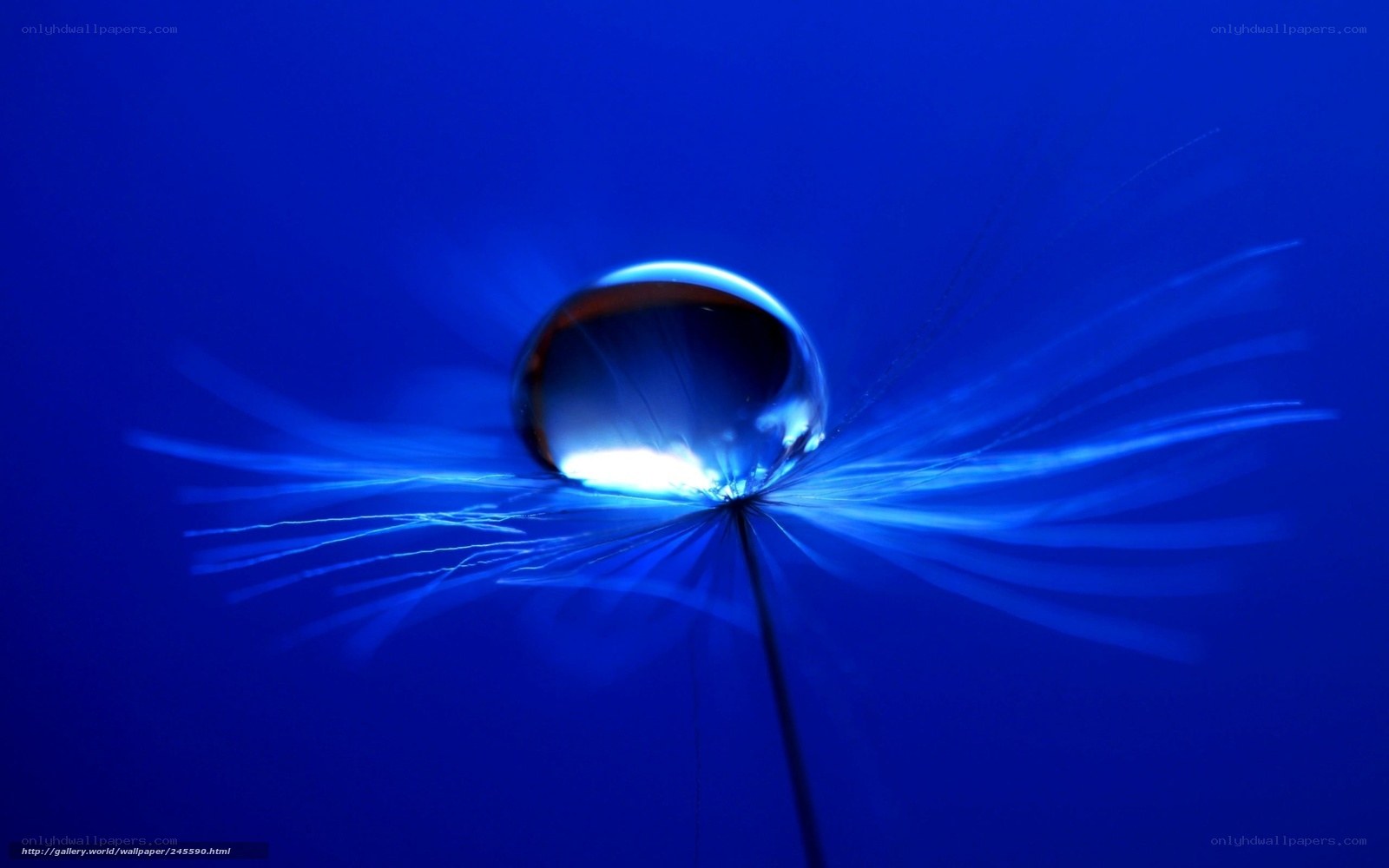 Blue water droplet on dandelion
