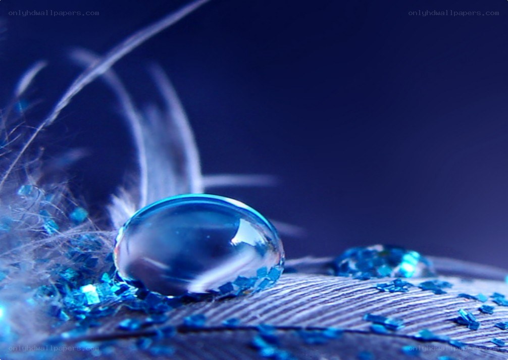 Blue water droplet on feather