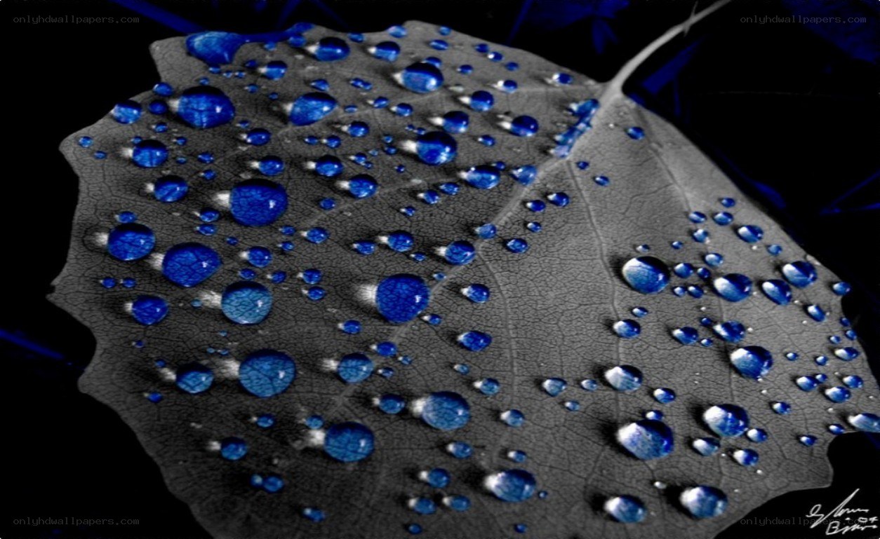 Blue water droplets on a leaf