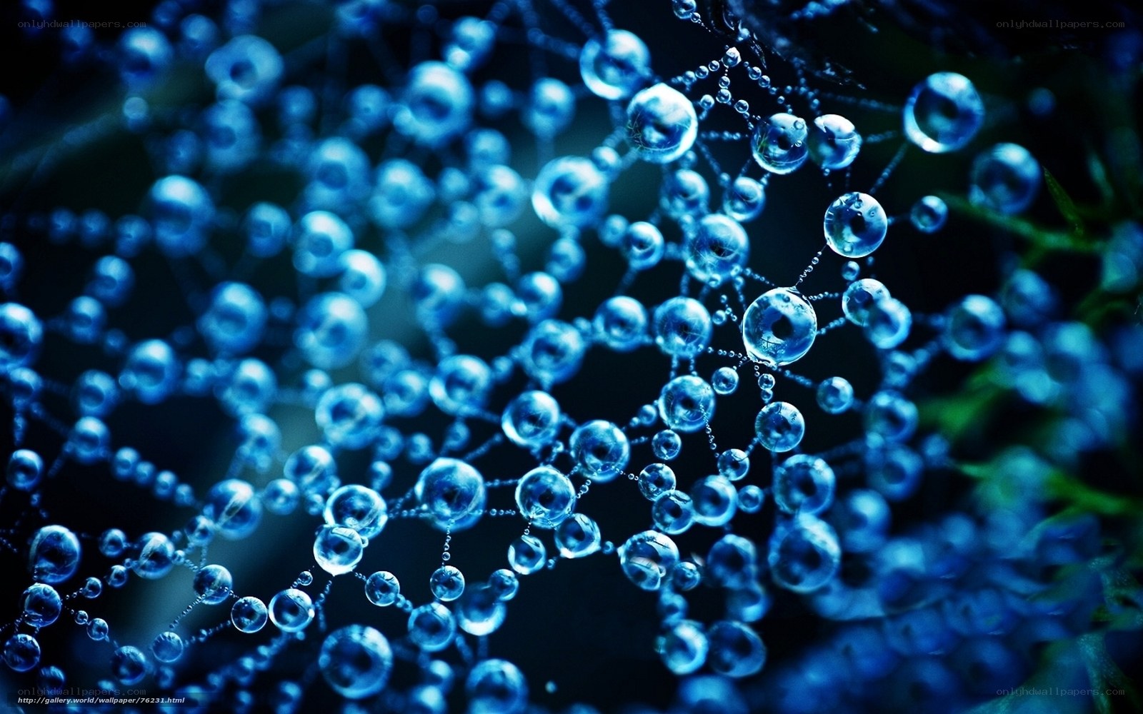 Blue water droplets on a web