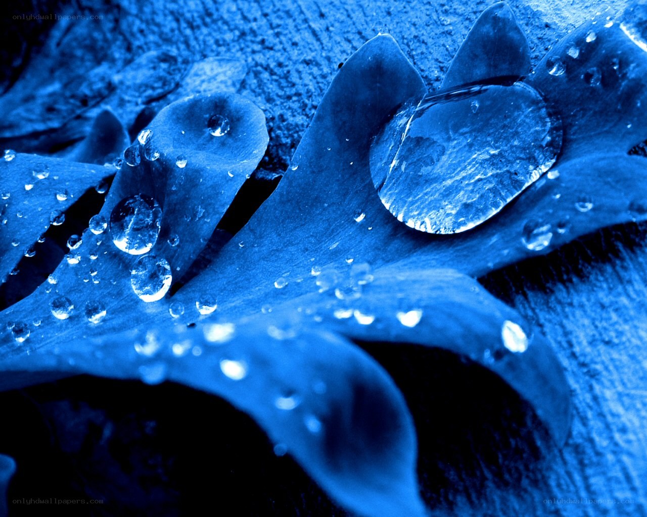 Blue water droplets on leaf