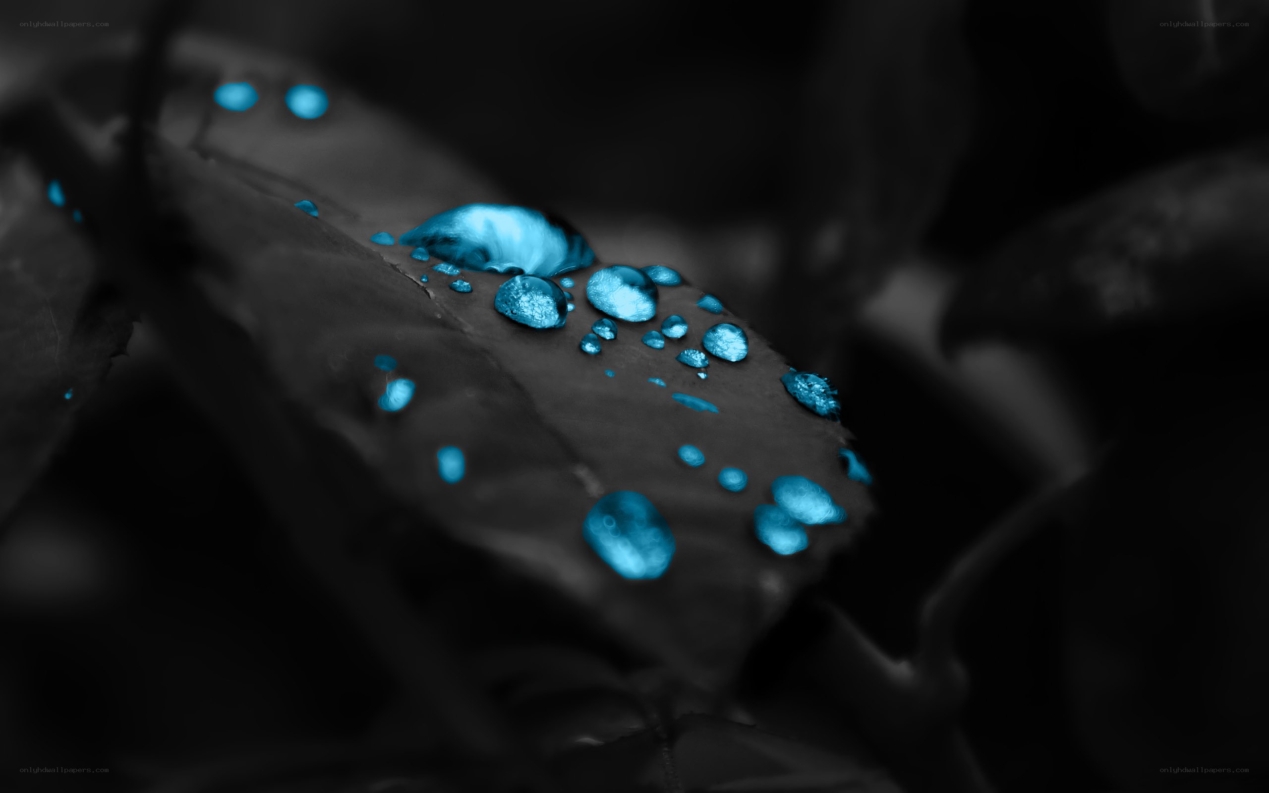 Blue water droplets on leaf