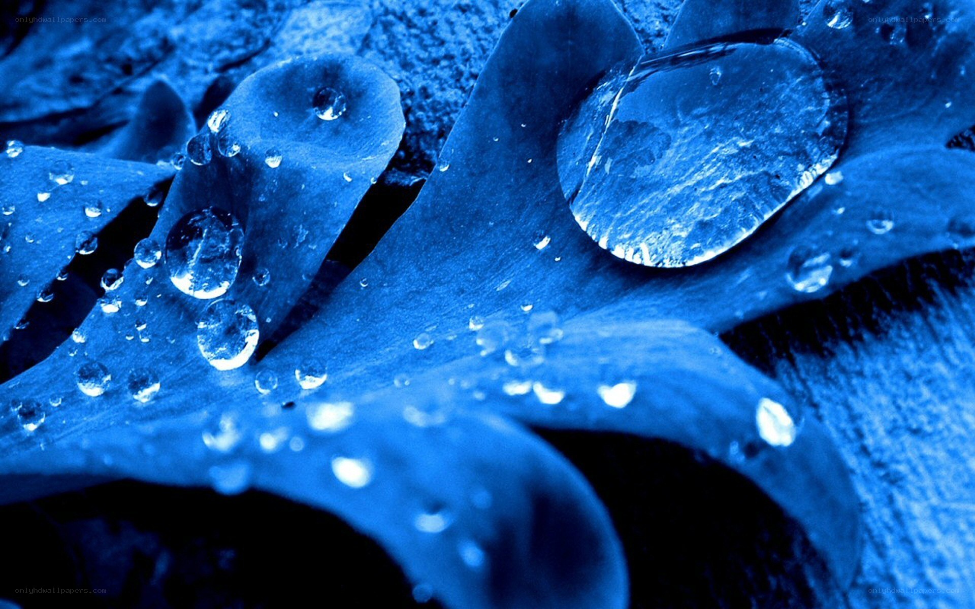 Blue water droplets on leaf
