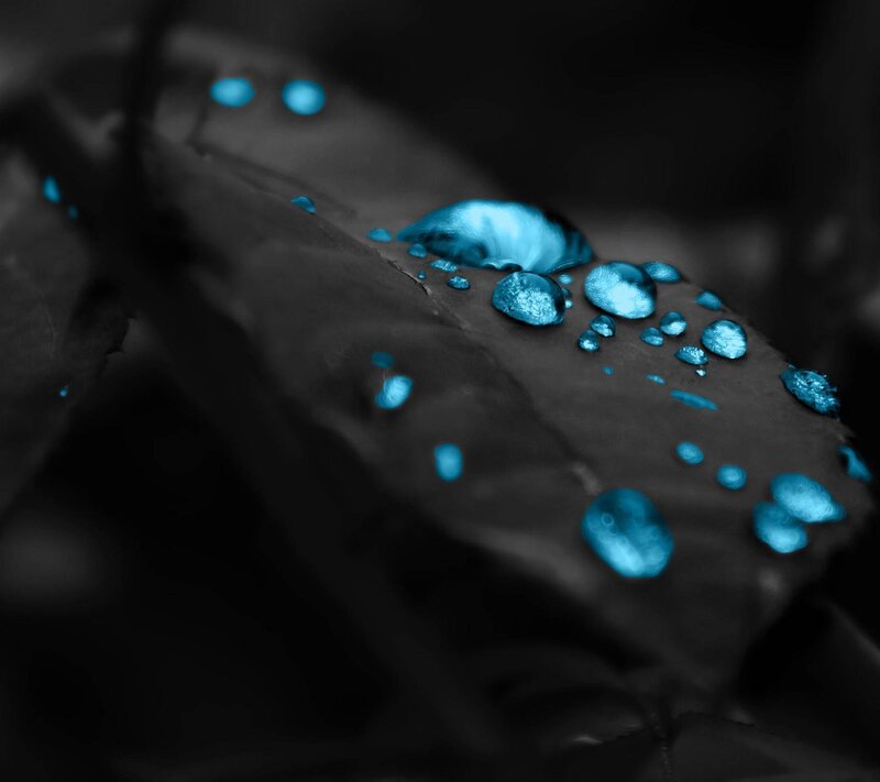 Blue Water Droplets on Leaf — Black