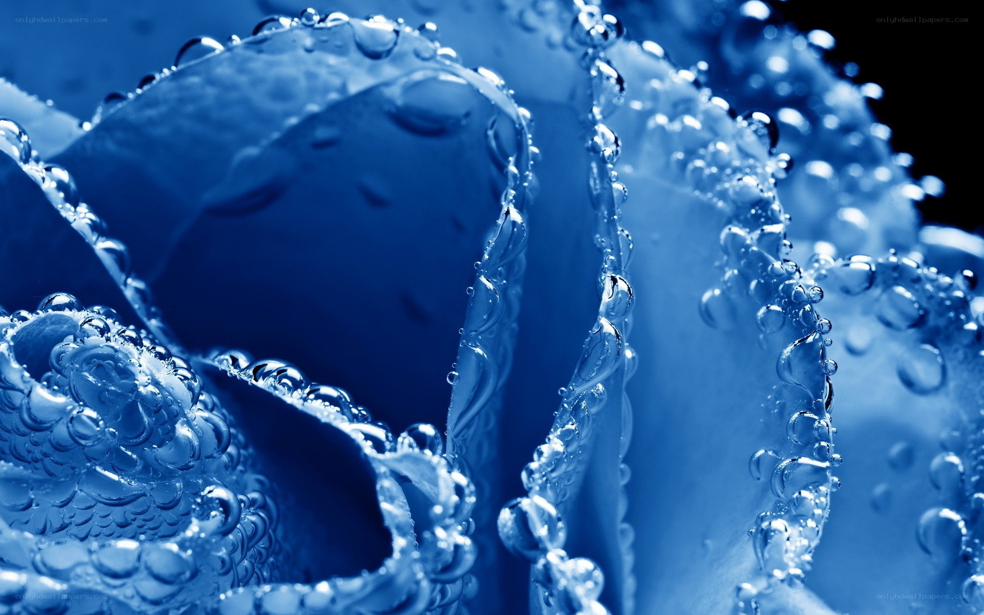 blue water droplets on petals
