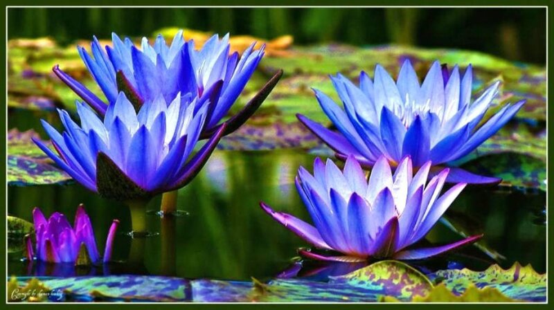 Blue Water Lilies
