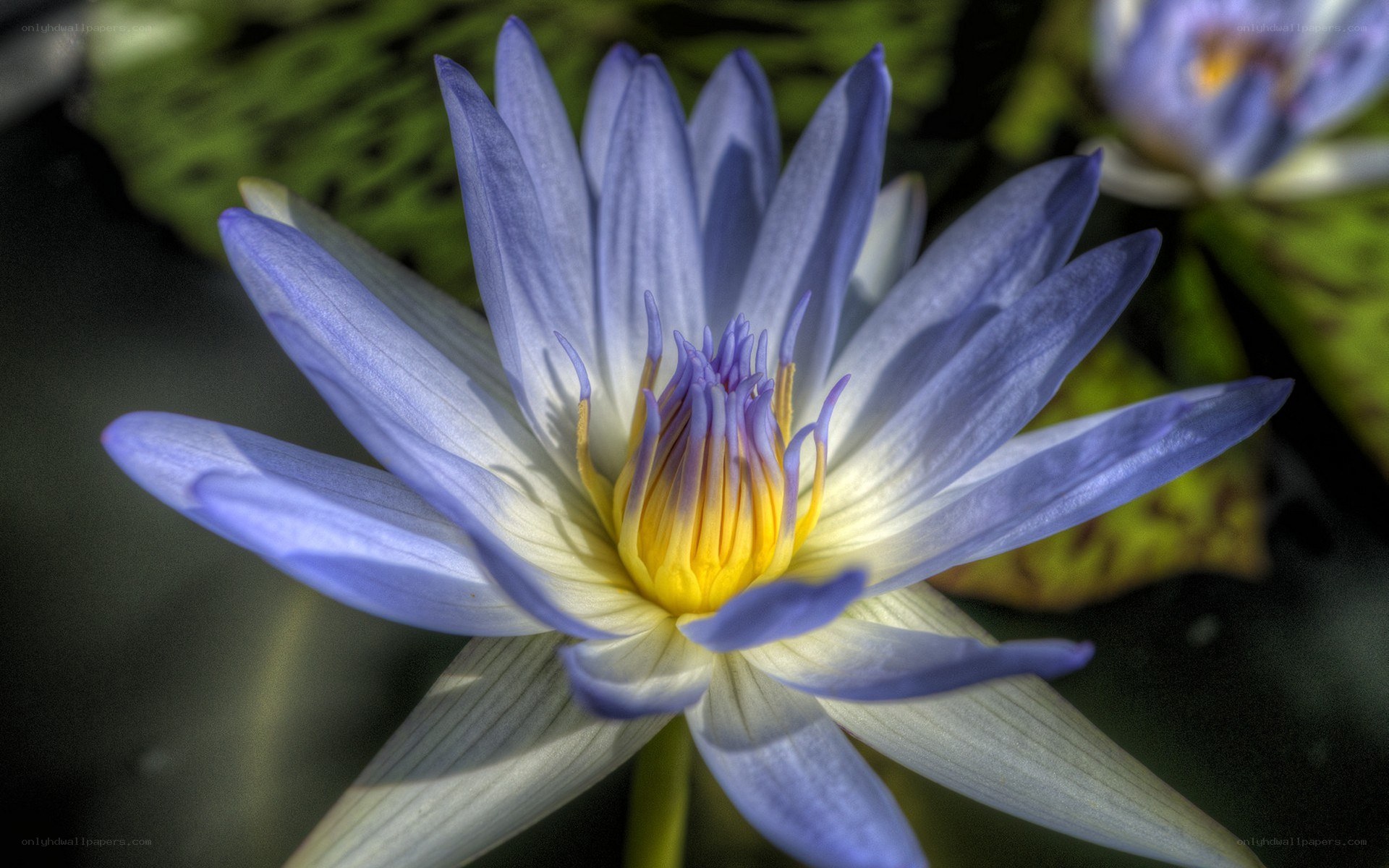 blue water lily flower