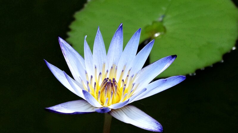 blue water lily flower