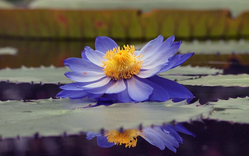 blue water lily flower