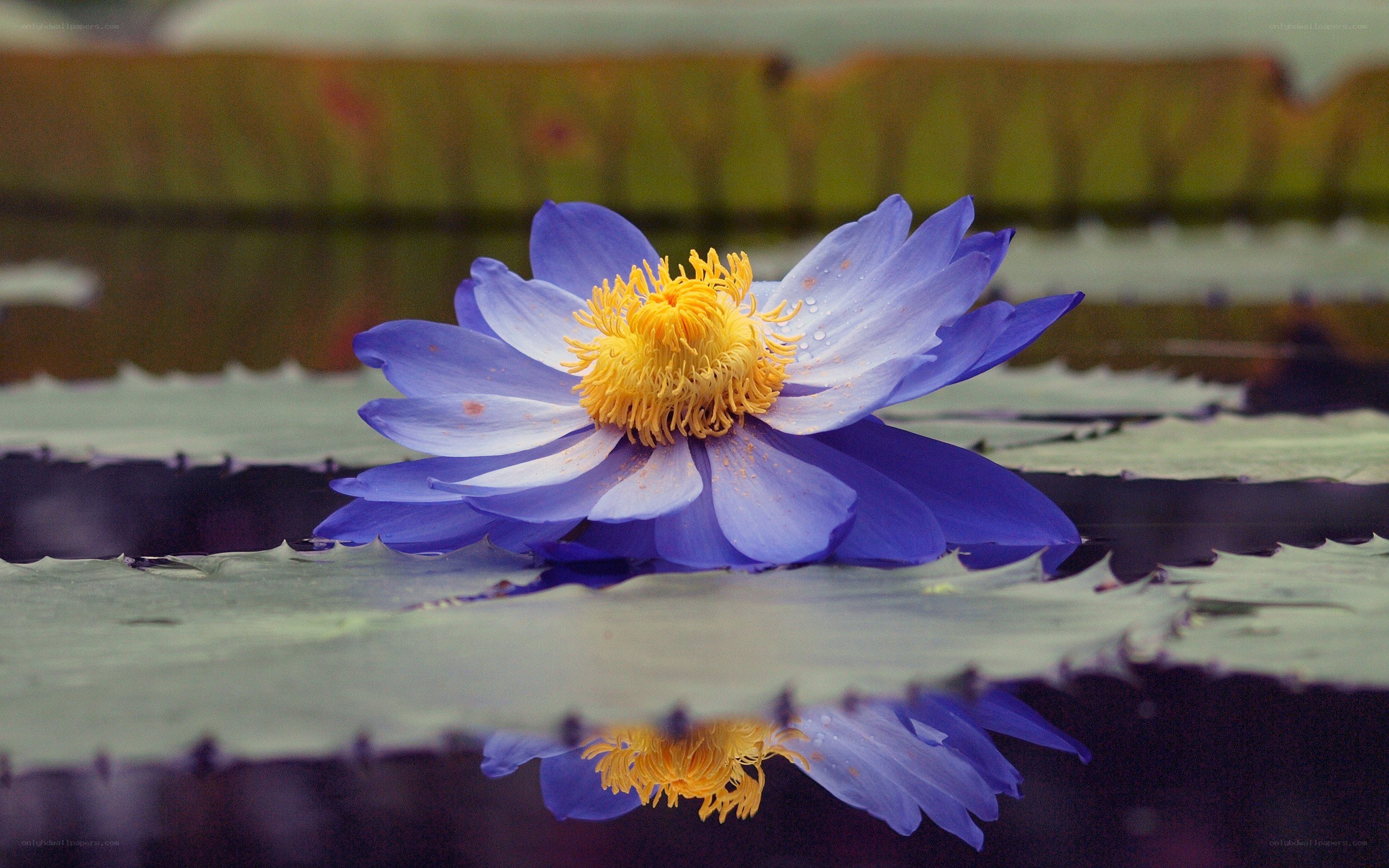 blue water lily flower
