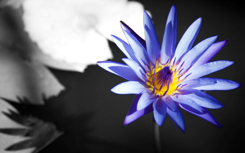 blue water lily flower
