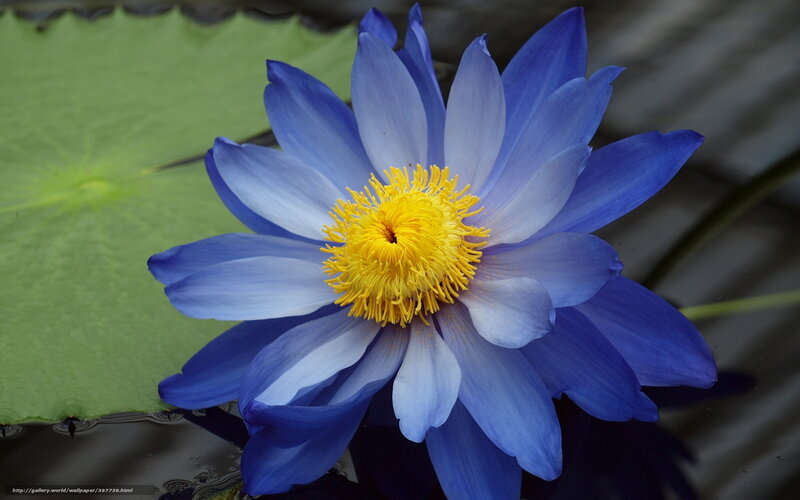 Blue water lily flower