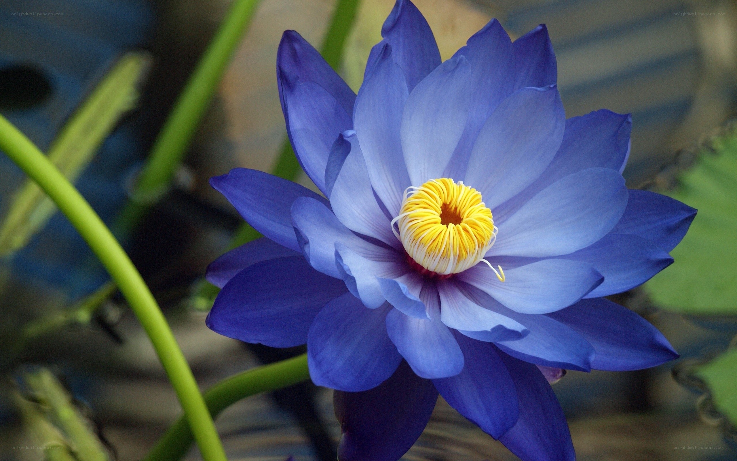 blue water lily flower