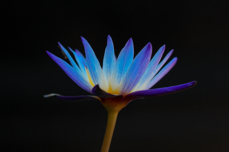 blue water lily flower