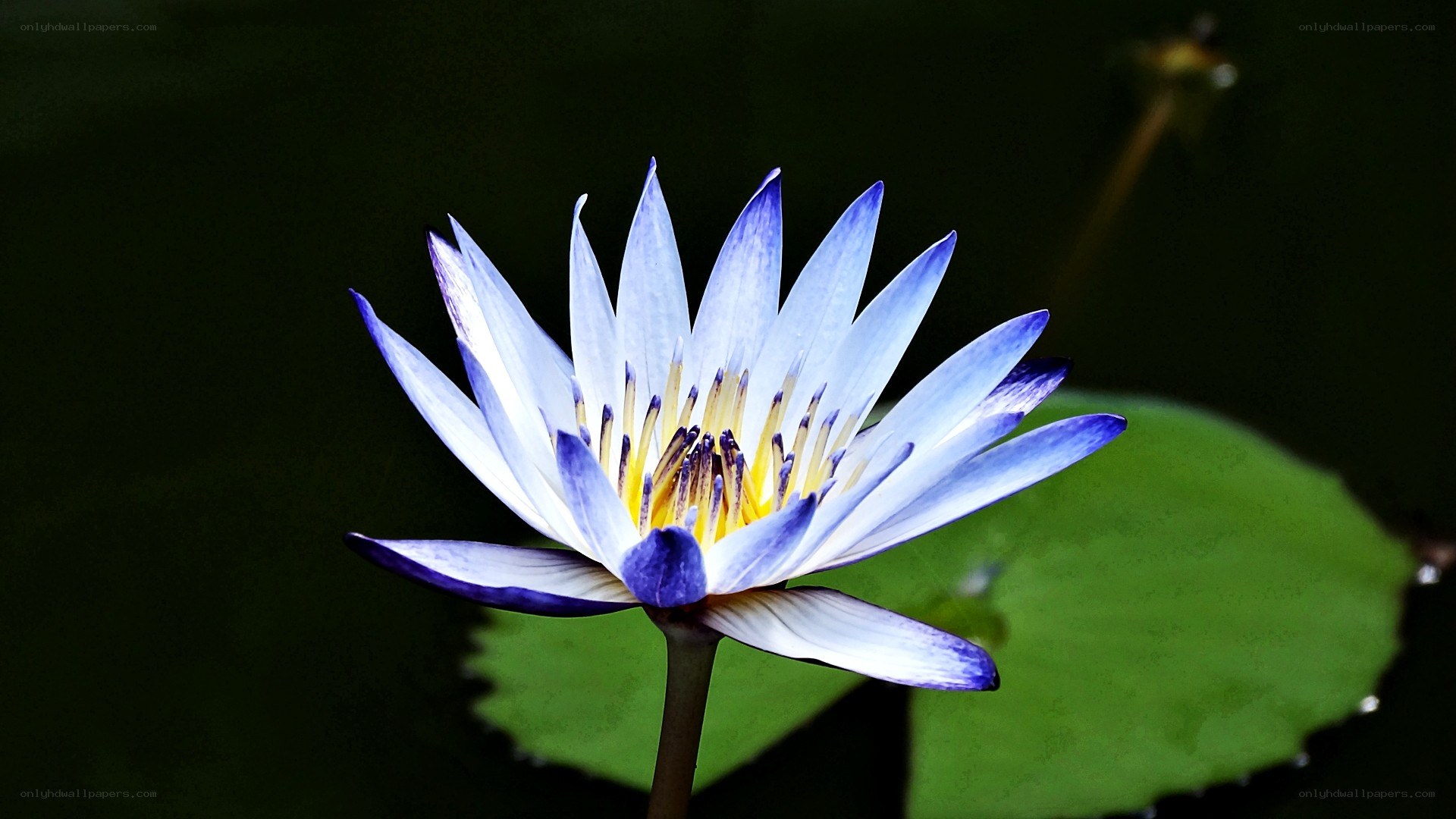 blue water lily flower