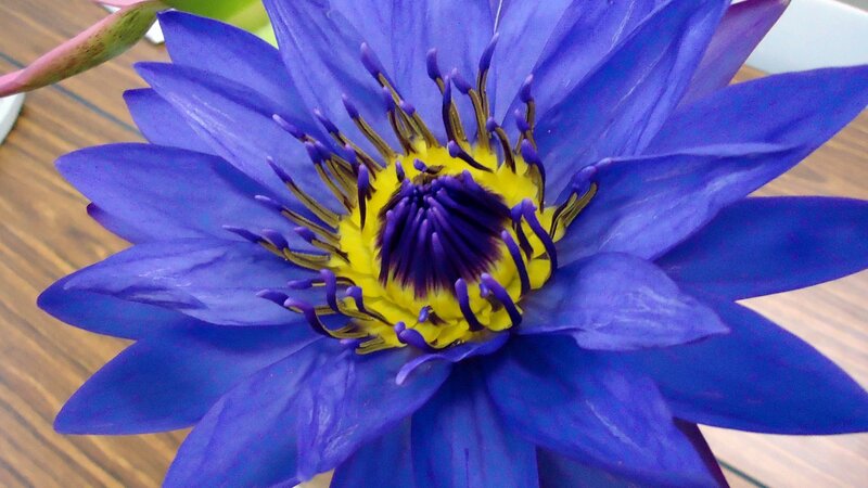 Blue Water Lily Flower — Calm, Photograph
