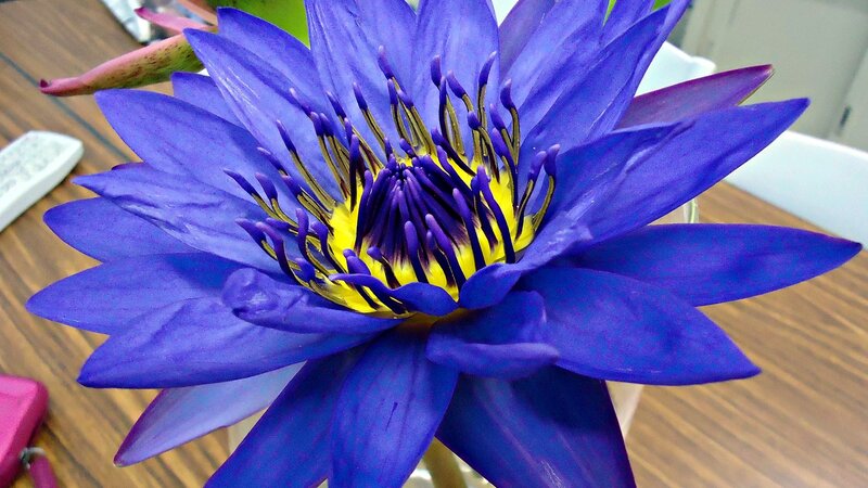 Blue Water Lily Flower — Calm