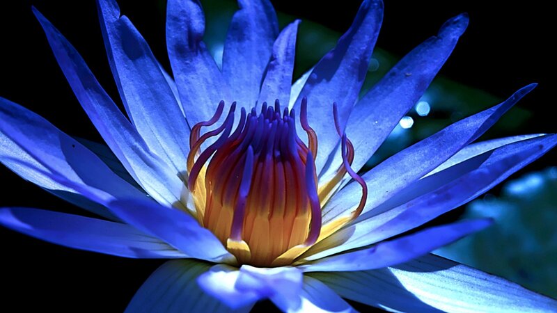 Blue Water Lily Flower — Dramatic, Night