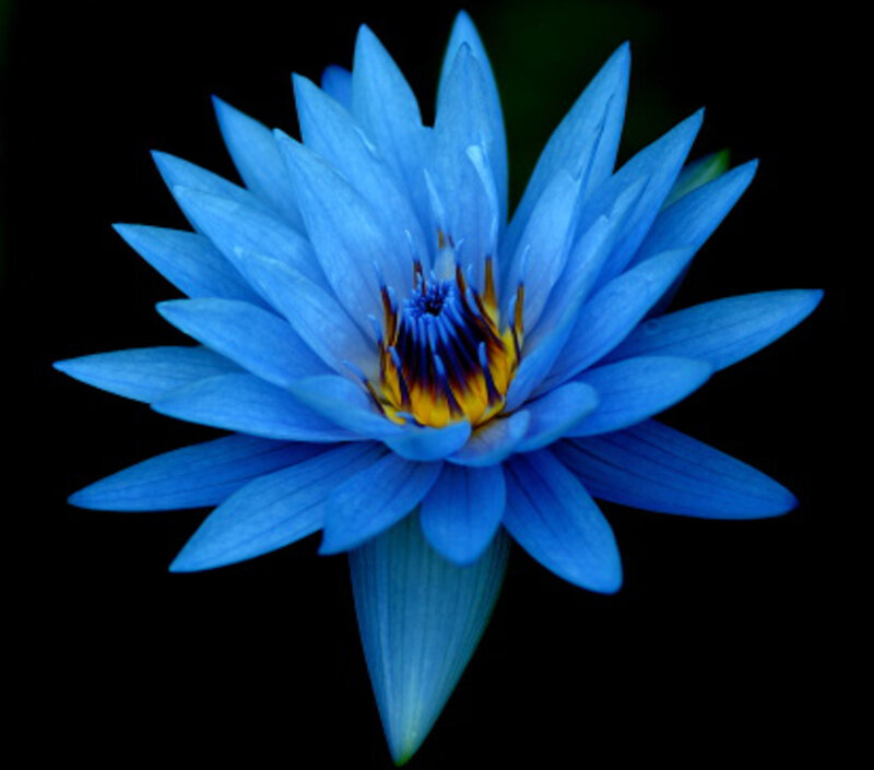 Blue Water Lily Flower — Dramatic, Photograph