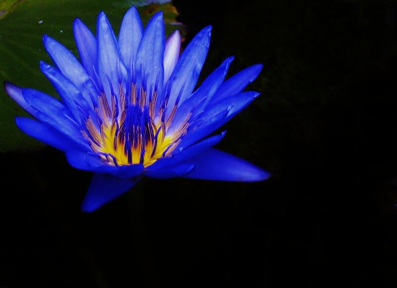Blue Water Lily Flower — Dramatic
