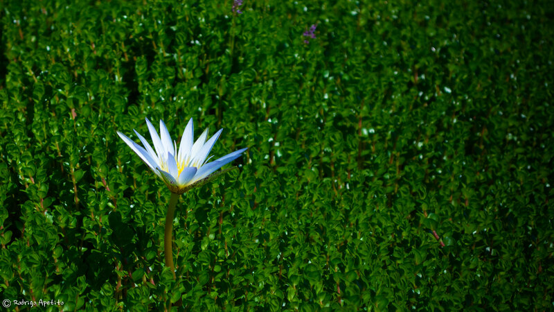 Blue Water Lily Flower — Green, Serene