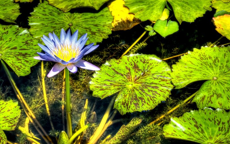 Blue Water Lily Flower — Green