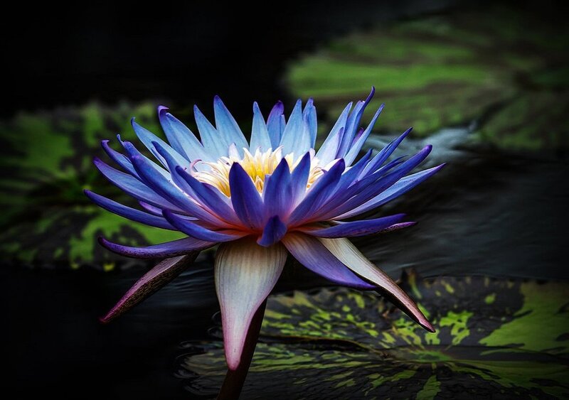 Blue Water Lily Flower — Purple, Serene