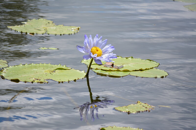 Blue Water Lily Flower — Purple