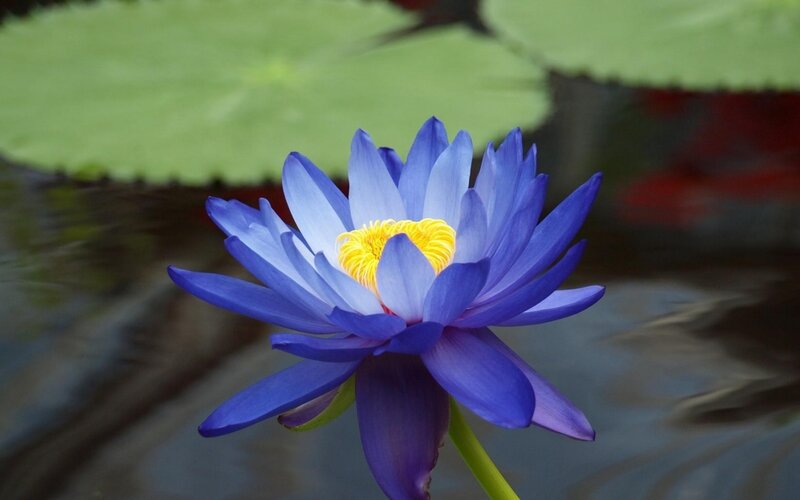 Blue Water Lily Flower — Serene, Afternoon, Photograph, Lily Pad