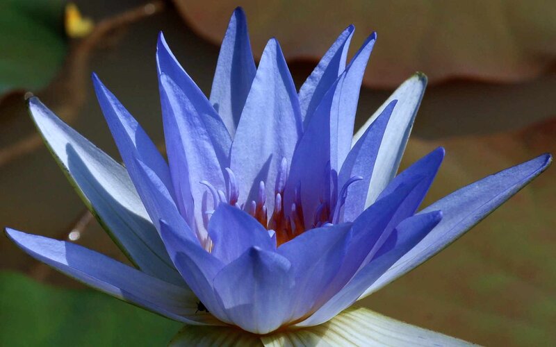 Blue Water Lily Flower — Serene, Afternoon, Photograph, Petals