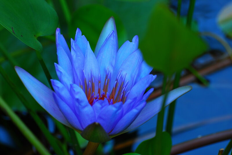 Blue Water Lily Flower — Serene, Photograph, Green Leaves
